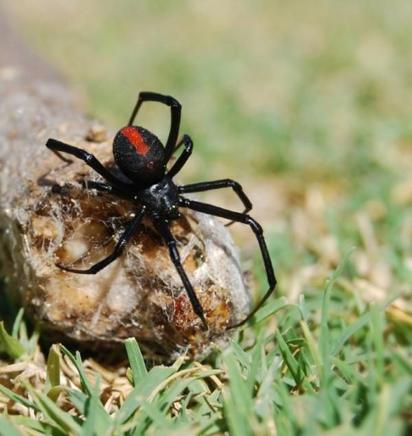 Schwarze Spinne auf einem Felsen