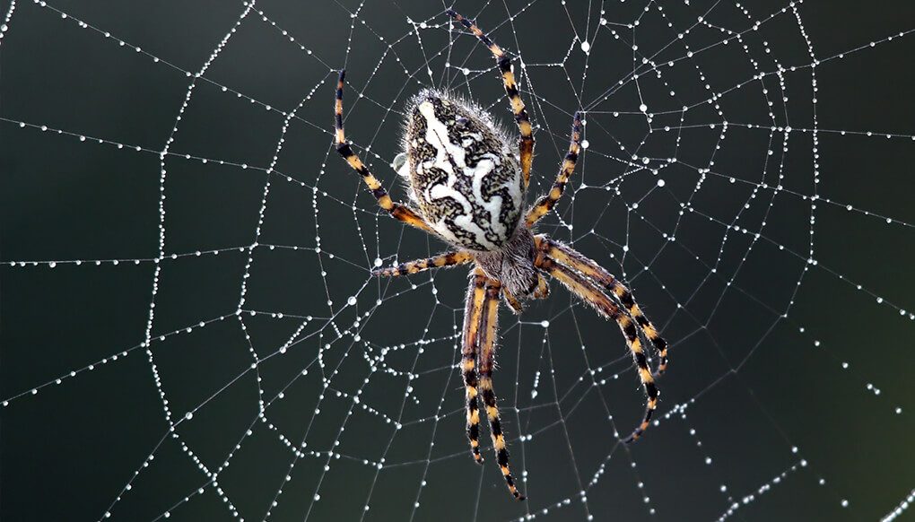 Spinne auf dem Netz