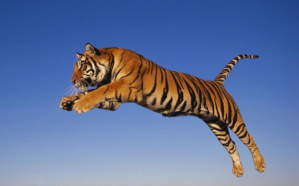 Tigersprung