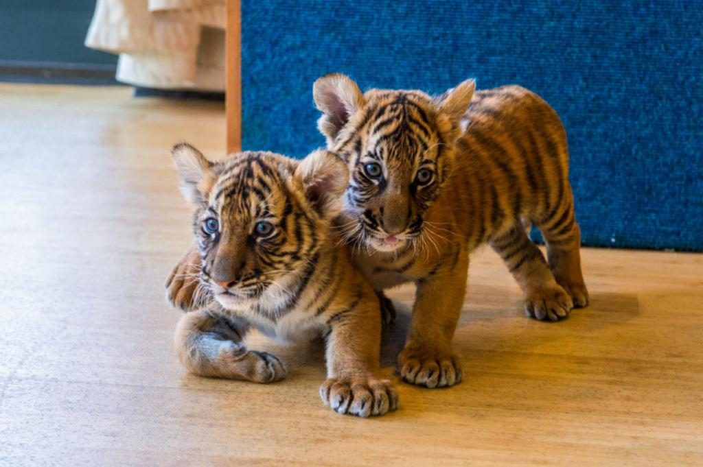 Zwei Tigerbabys