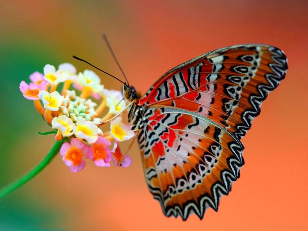 warum ein Mädchen von einem Schmetterling träumt