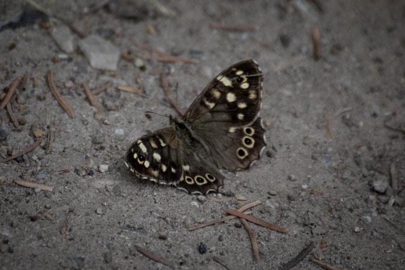 kranker Schmetterling im Traum