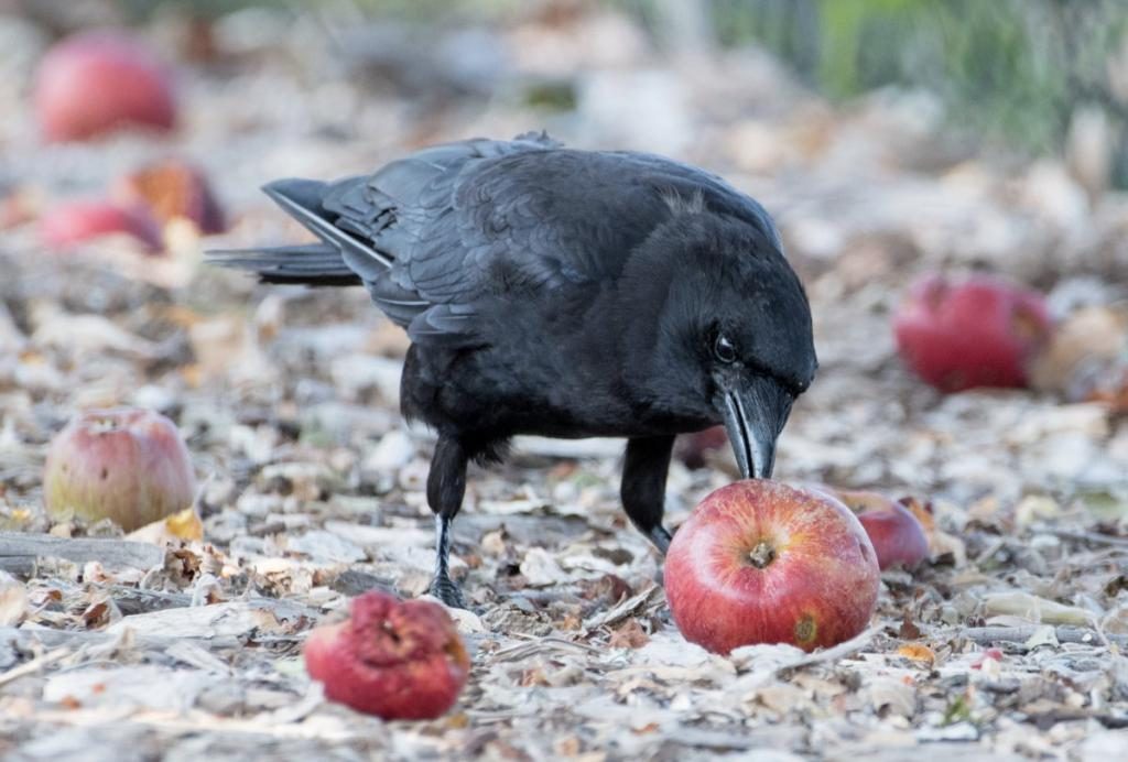 schwarze krähe traum