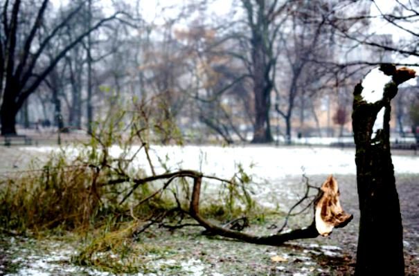 Umgestürzter Baum im Traum