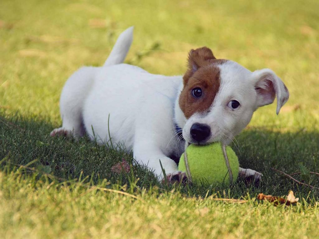 Traum von einem guten Hund