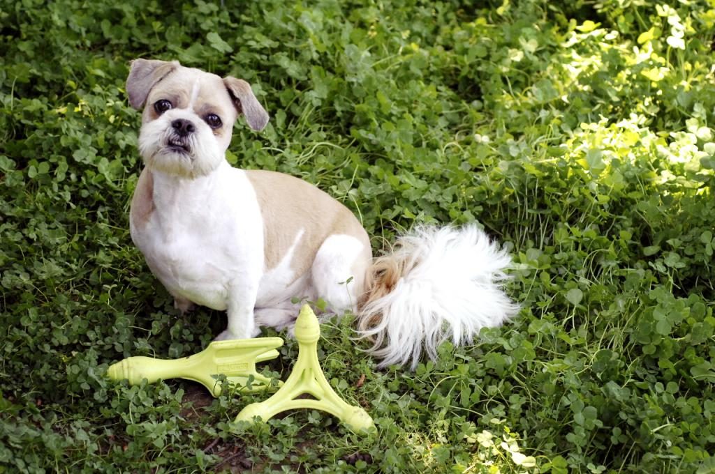 Was ist ein Traum von einem freundlichen, gepflegten Hund?