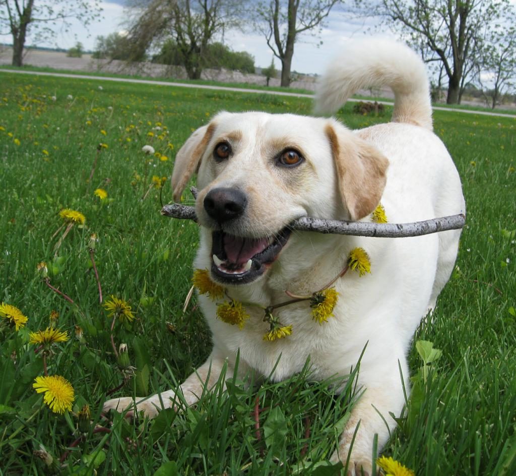 träumen Sie davon, mit einem Hund zu spielen