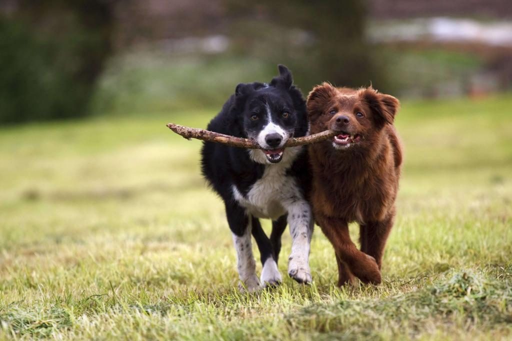 Was träumt man von zwei guten Hunden