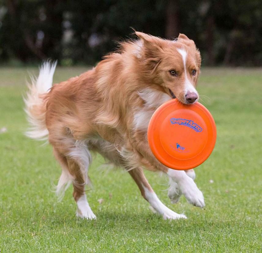 Traum vom Spielen mit einem großen Hund