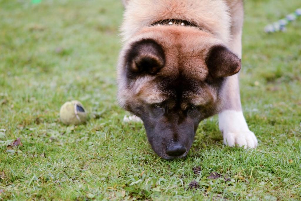 Traum von einem freundlichen Schäferhund