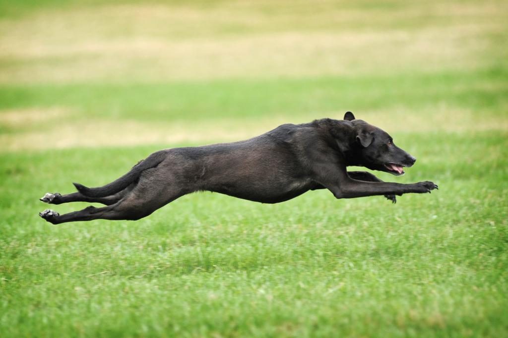 Traum über einen Hund