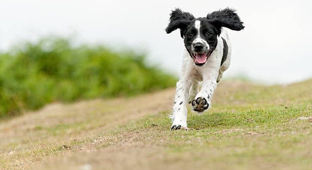 Hund lief weg in einem Traum 