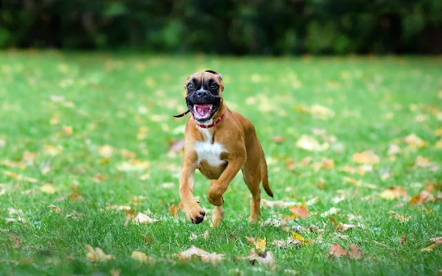 Hund läuft im Traum auf dich zu