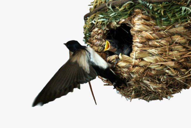 Vogel im Nest