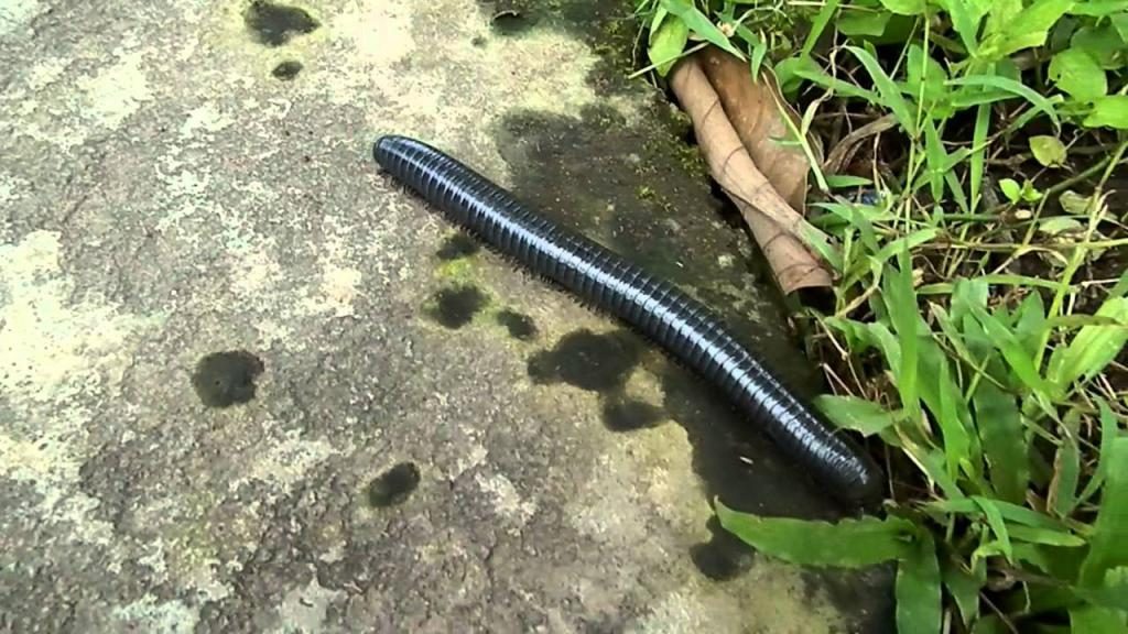 Wurm Traum