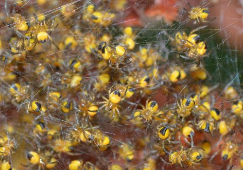 ♪ lots of little spiders ♪