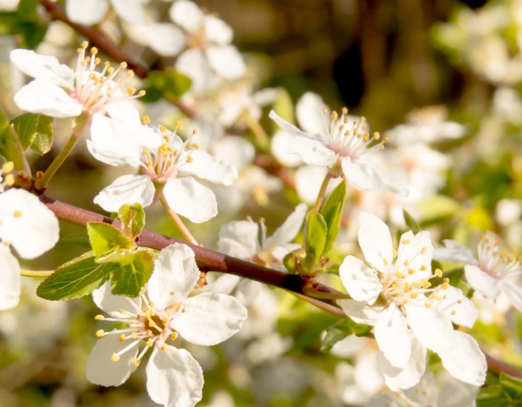 Weiße Blumen