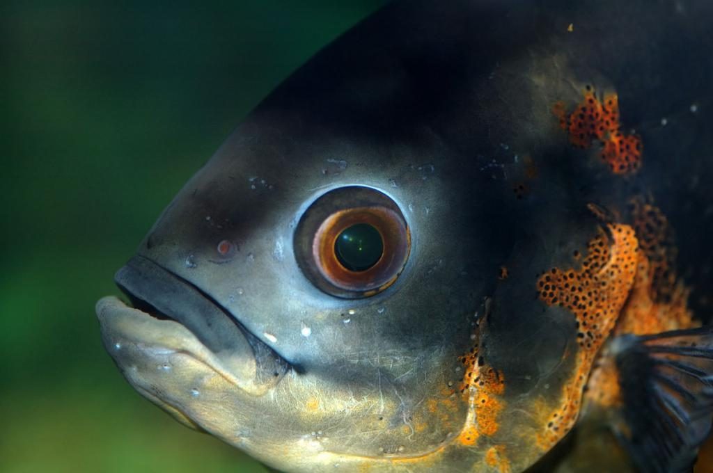 Große Fische im Traum