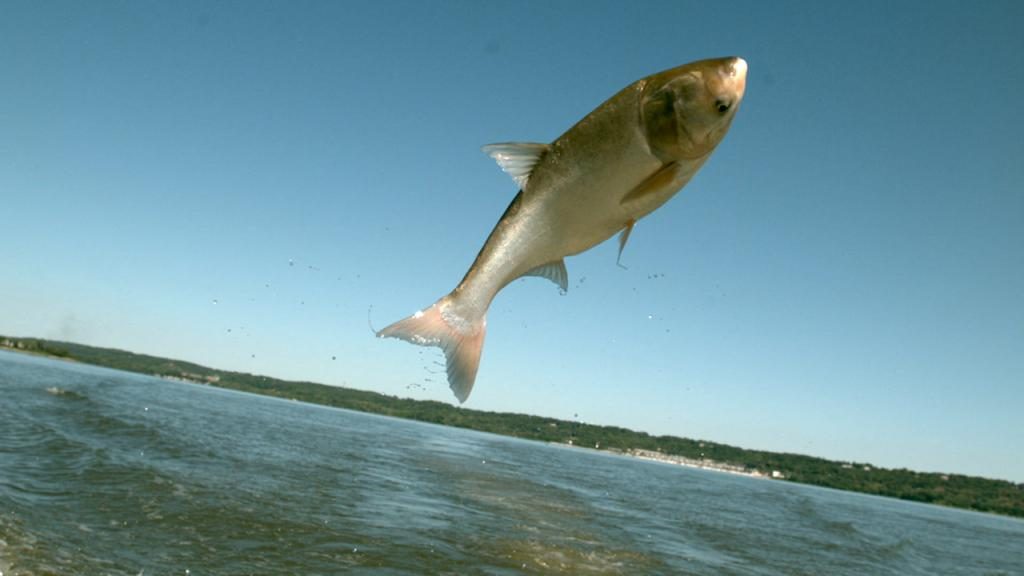 Fische, die aus dem Wasser springen