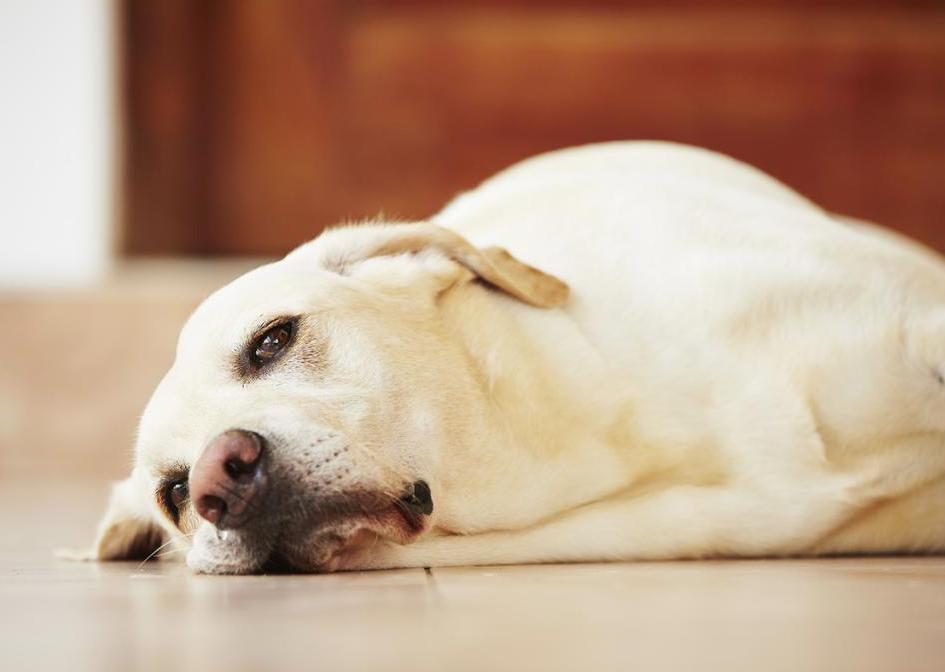 Traum von der Rettung eines Hundes