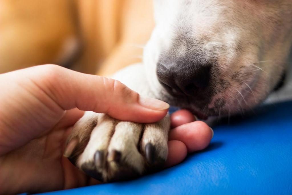 was träumt man von einem sterbenden Hund