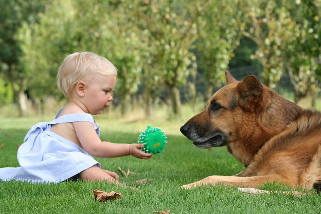 ein Hund greift im Traum an und versucht zu beißen