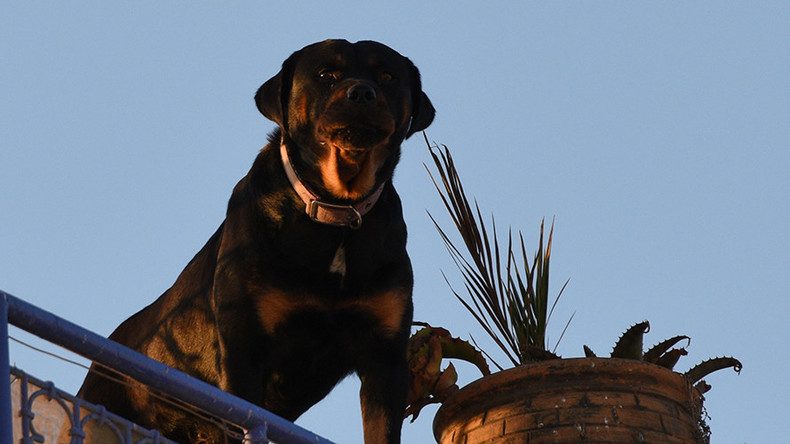 Traum ein Hund will beißen