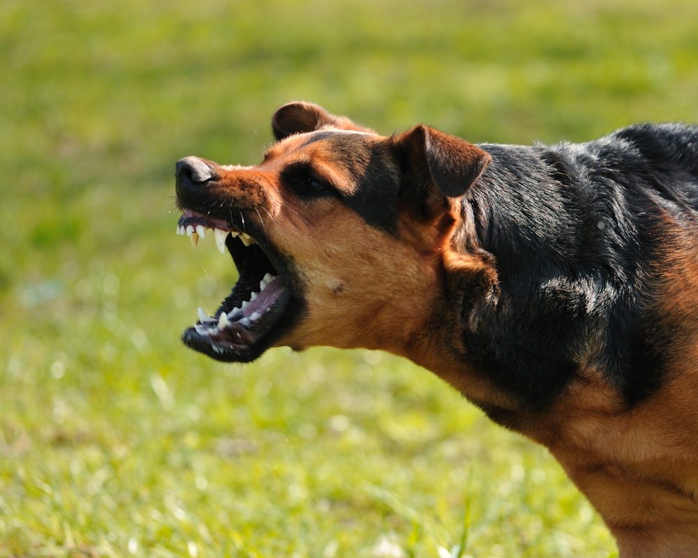 Traum, fast von einem Hund gebissen zu werden