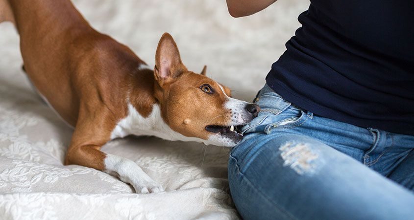 im Traum will ein Hund angreifen