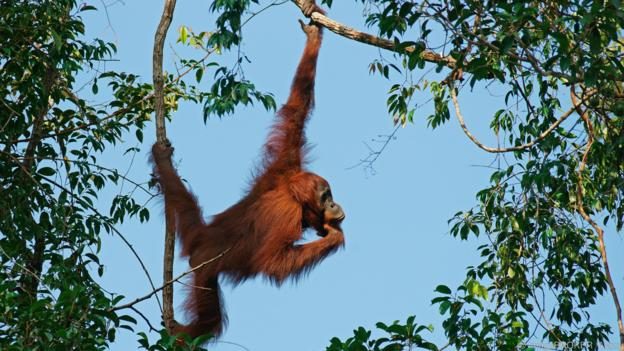 Affe - ein Freund oder Bekannter in der Realität