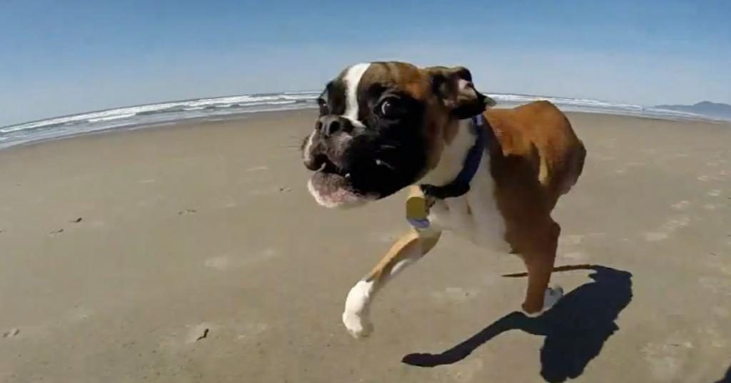 Ein glücklicher Hund am Strand