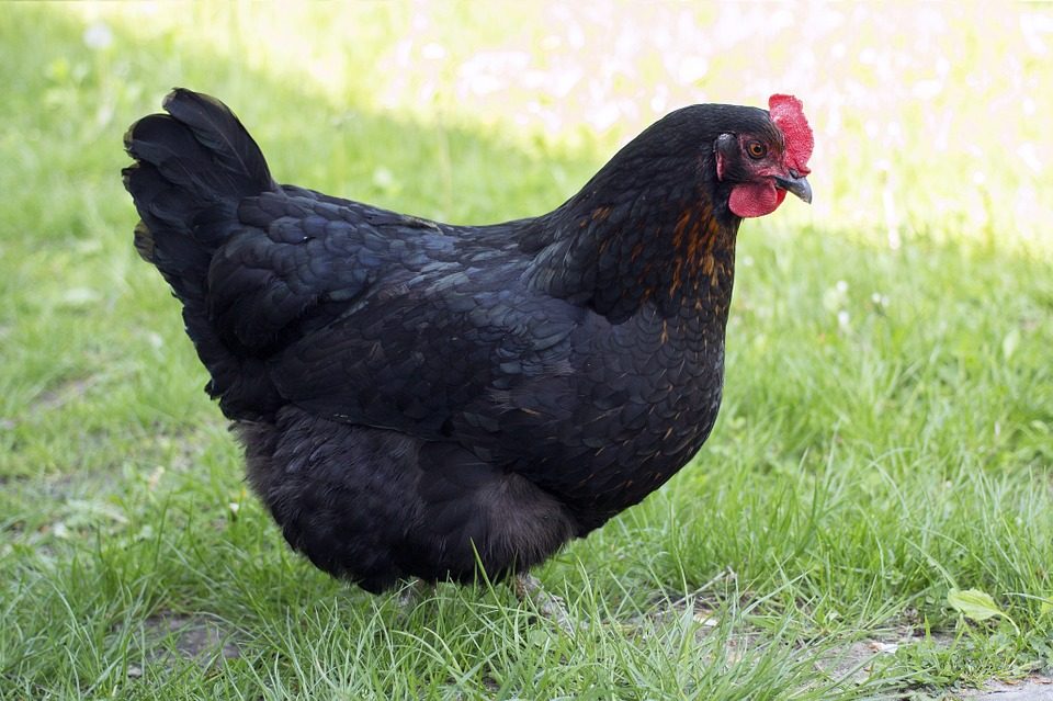 Schwarzes Huhn