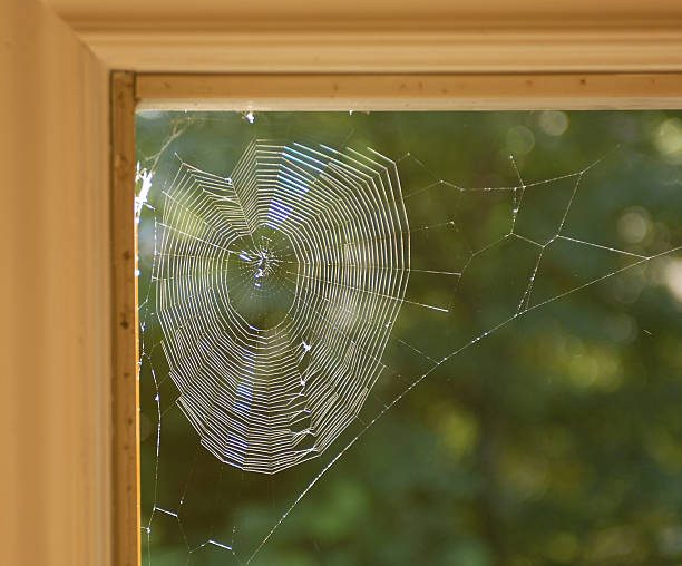 Spinne am Fenster