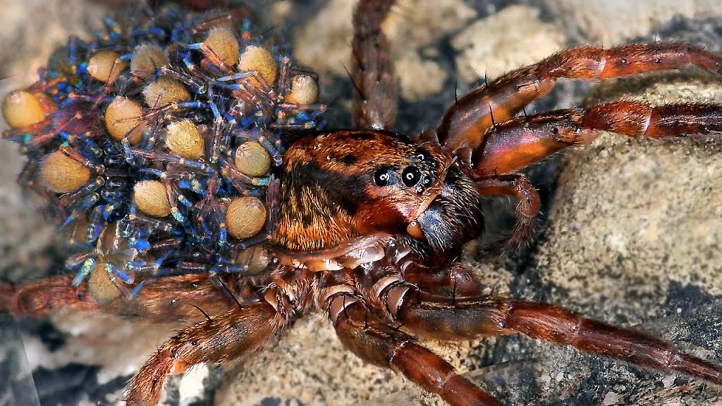 Gefährliche Spinne