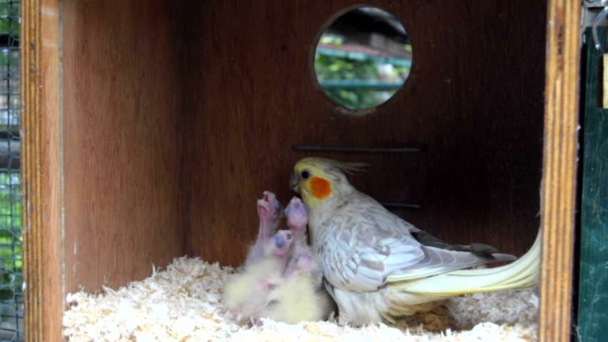 küken im nest traum