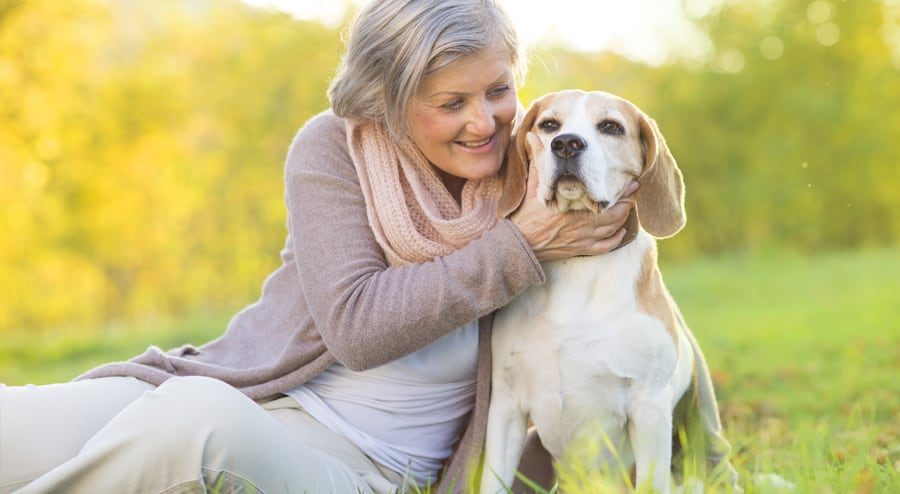 träumen Sie davon, einen Hund zu haben