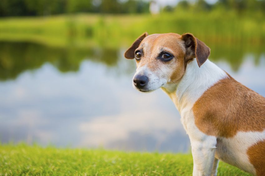 träumen Sie davon, einen Hund zu haben