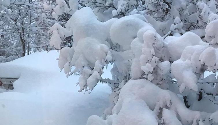 Schnee auf den Bäumen