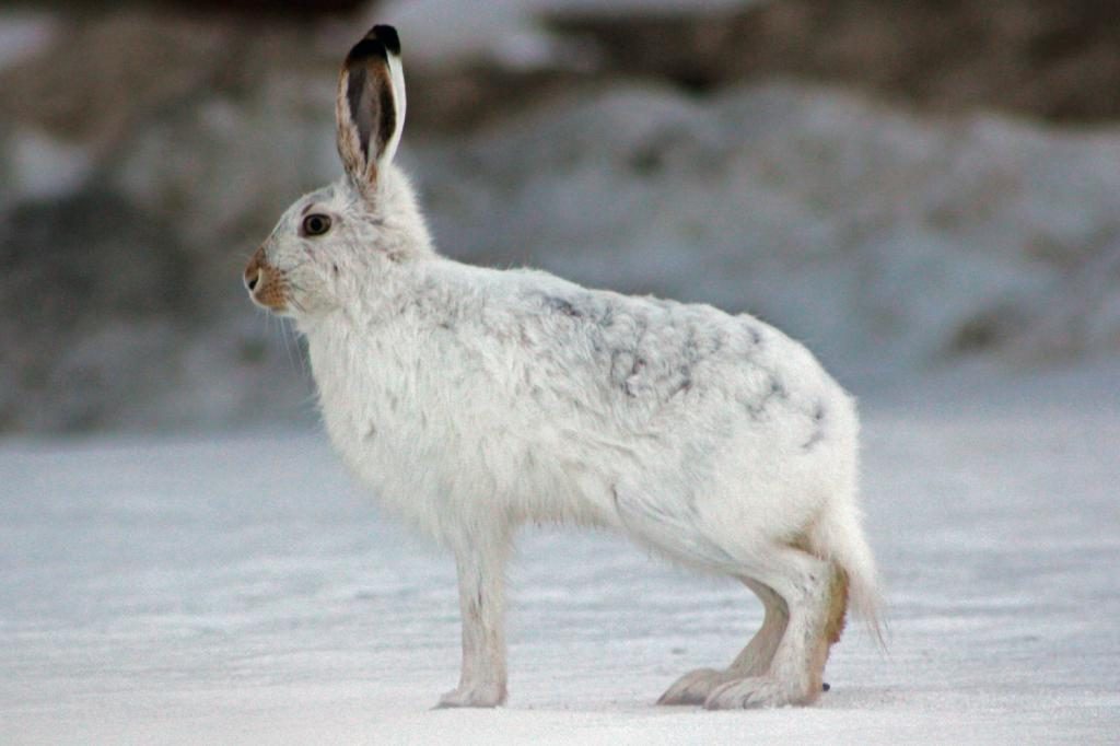 weißer Hase im Traum