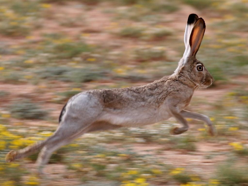 Laufender Hase in einem Traum