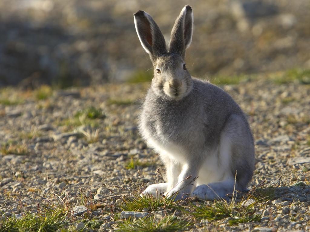 grauer hase im traum