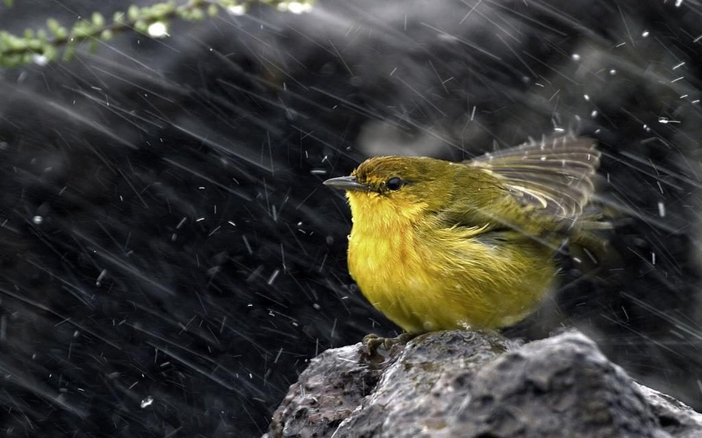 träumen, in den Regen zu kommen