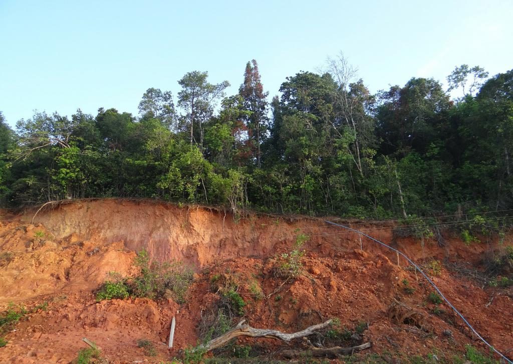 Rote Erde im Wald