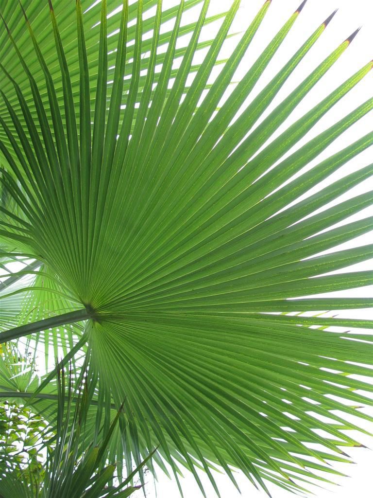 Palmenzweig im Traum