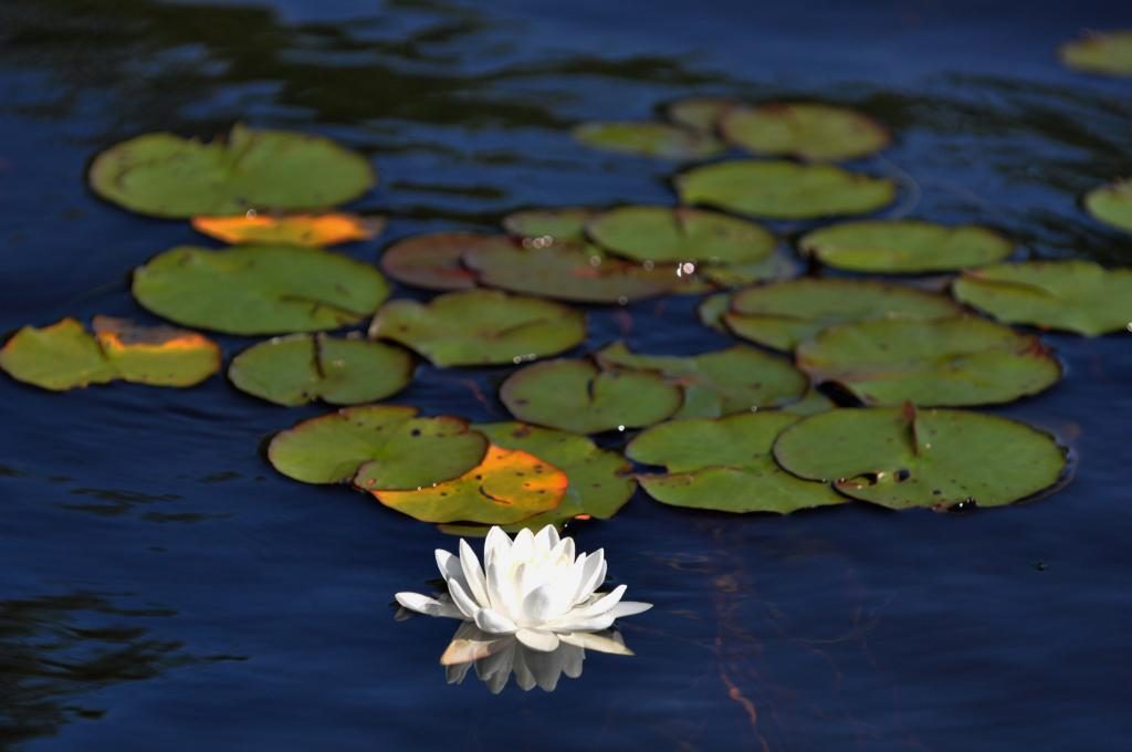 Was träumt man von Lilien auf dem Wasser