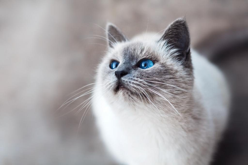 Katze mit blauen Augen