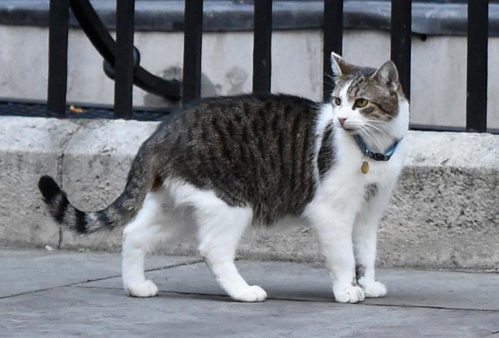 Katze mit einem Halsband