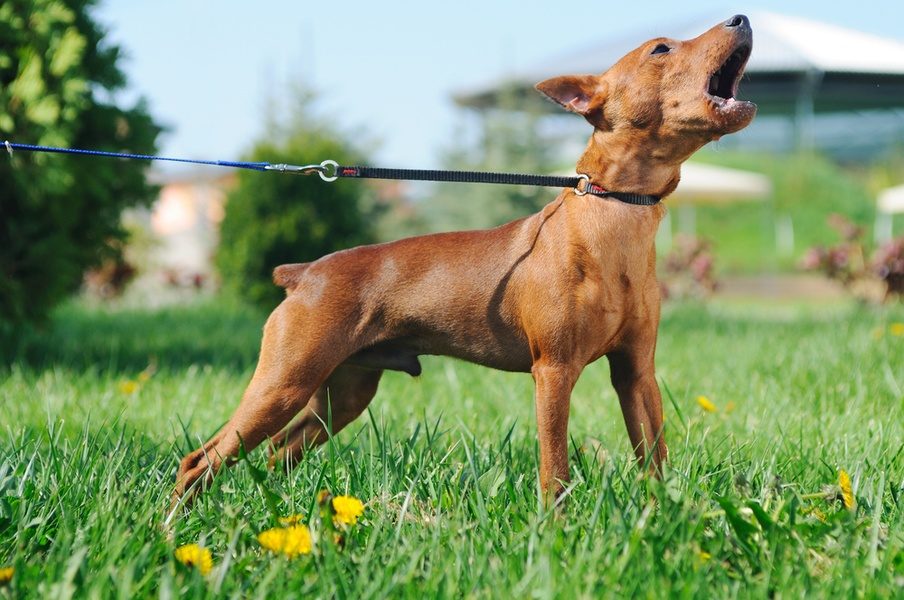 roter Hund bellt