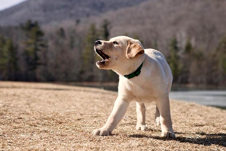 im Traum ein bellender und werfender Hund