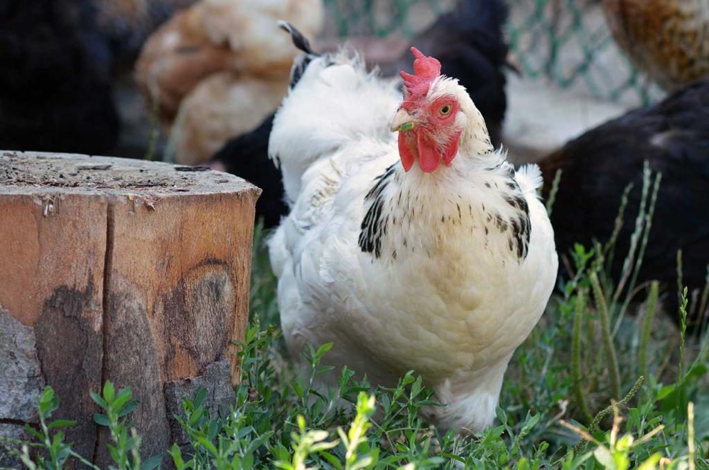 Weißes Huhn in der Nähe des Stumpfes